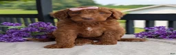 Goldendoodle dogs for sale: Miss Ellie - Ad 22