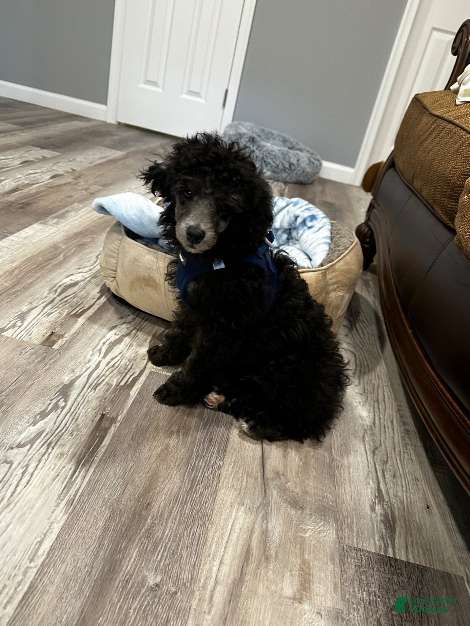 Toy Poodle dogs for sale: Toy Poodle Puppy 1 - Ad 3