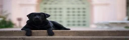 Labrador Retriever dogs for sale: Pink girl  - Ad 8