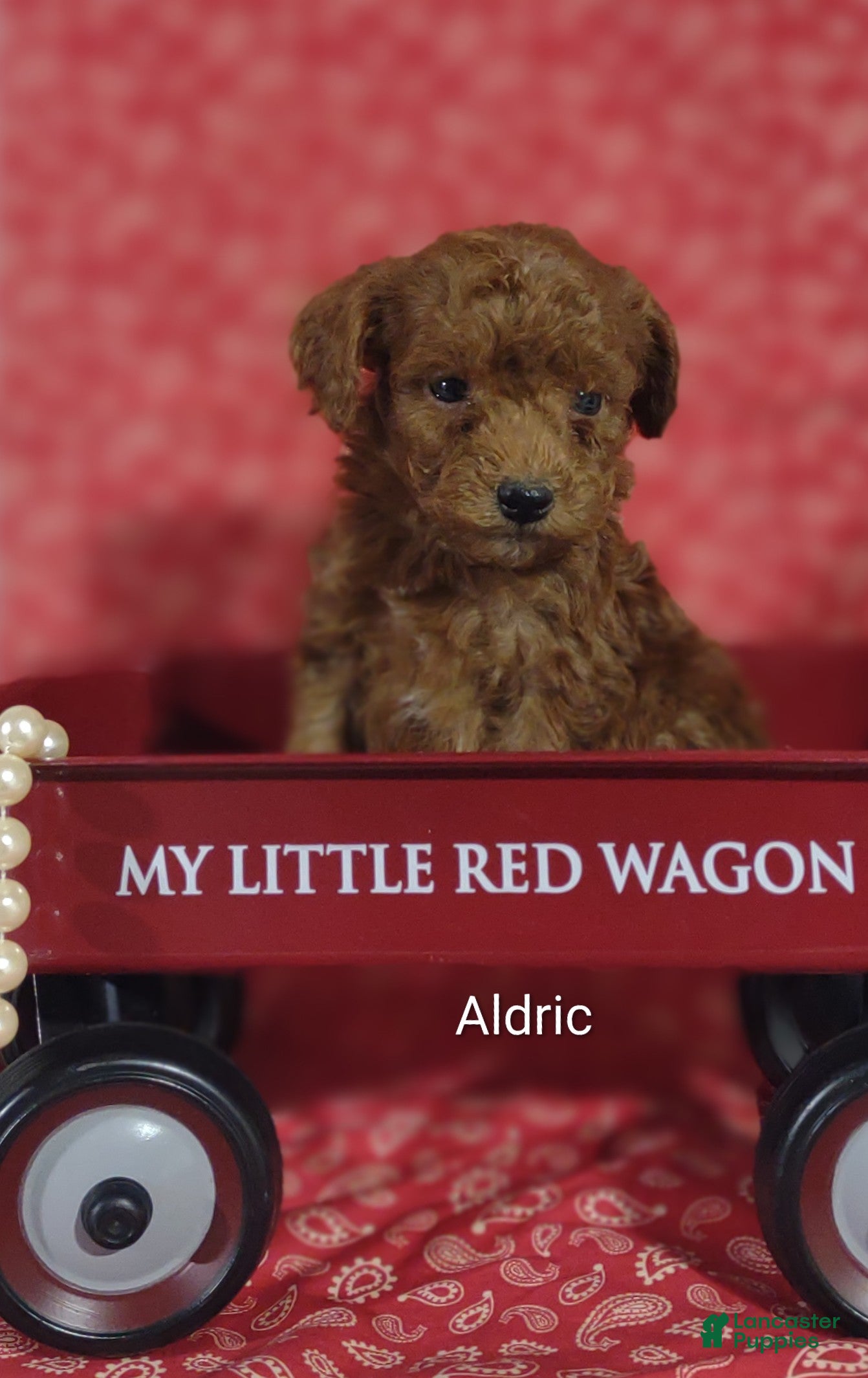 Cavapoo dogs Aldric - Ad 1