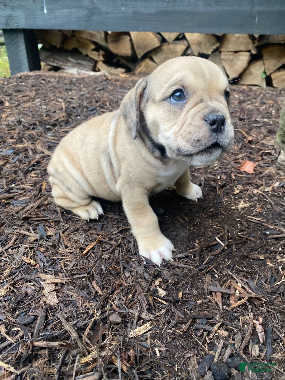 Mixed Breed dogs for sale: Annie - Ad 2