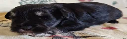 Miniature Schnauzer dogs for sale: Girl 2 - Ad 10