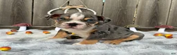 English Bulldog dogs for sale: Oreon - Ad 4