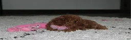 Toy Poodle dogs for sale: Bella - Ad 4