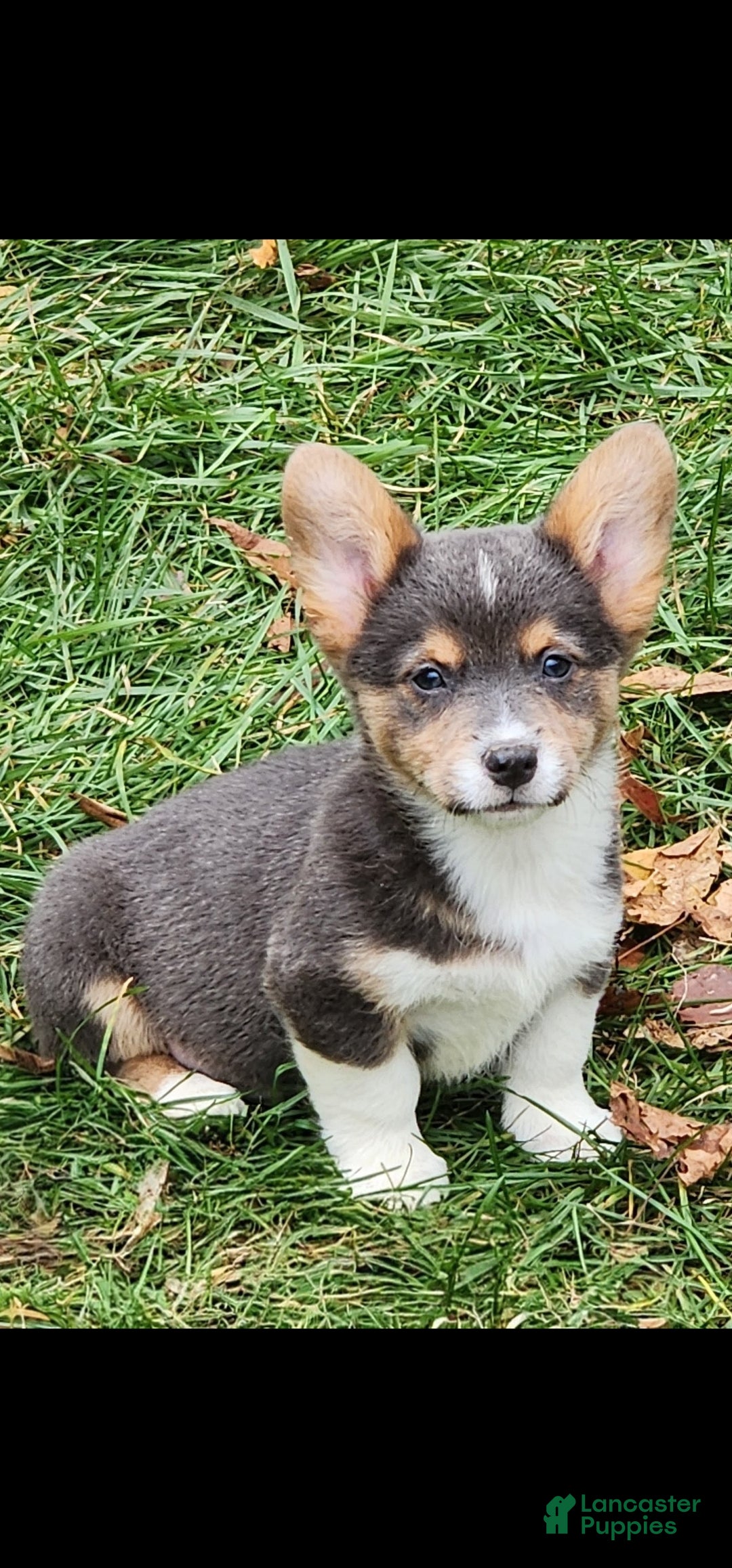 Welsh Corgi Pembroke dogs for sale: Abel Bluie - Ad 23