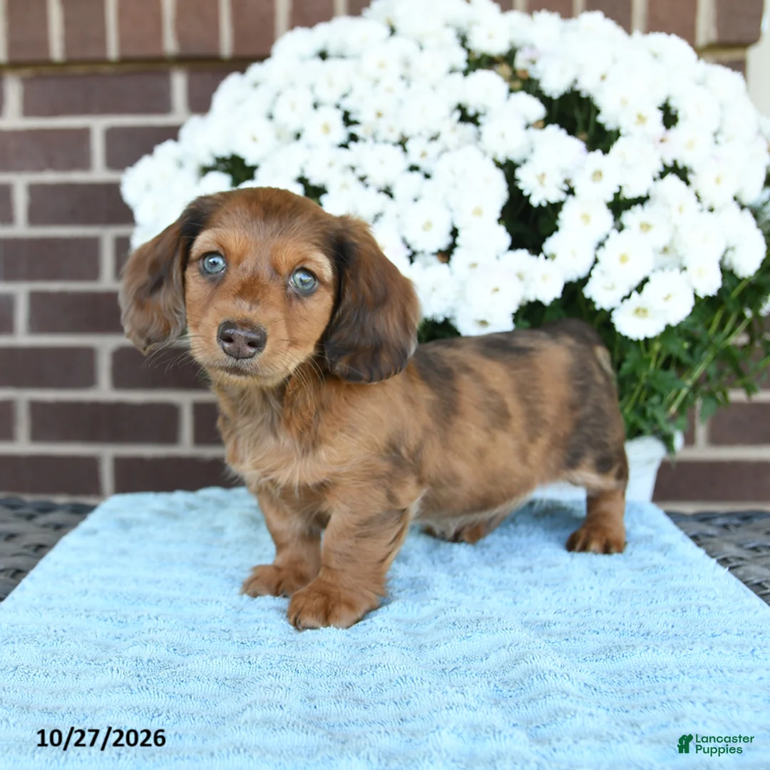 Miniature Dachshund dogs for sale: Jasper - Ad 2