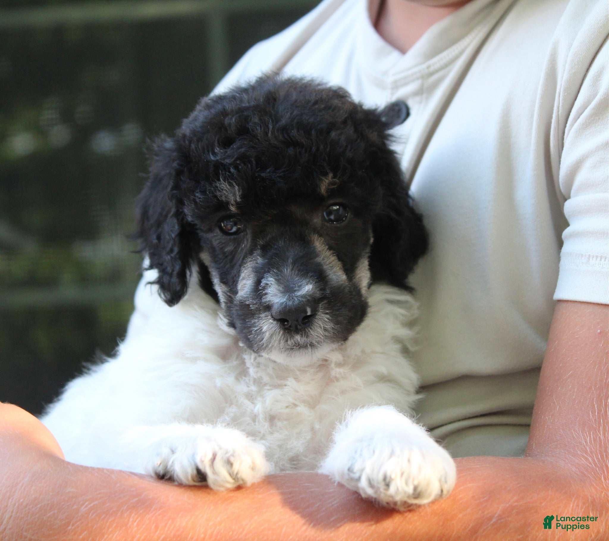 Standard Poodle dogs Sage AKC standard poodle - Ad 1