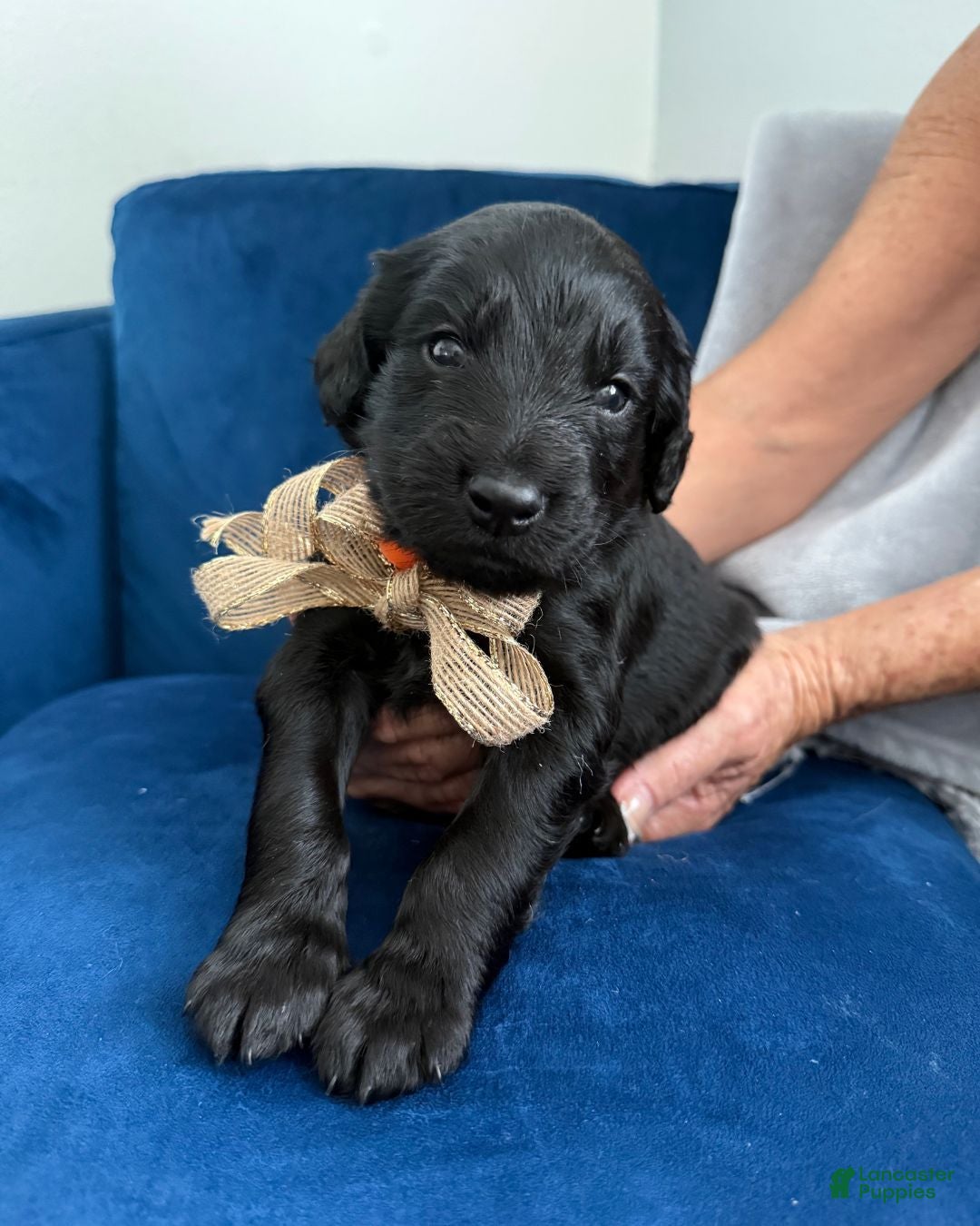 Goldendoodle dogs Cosmo - Gold Bow Boy - Ad 1