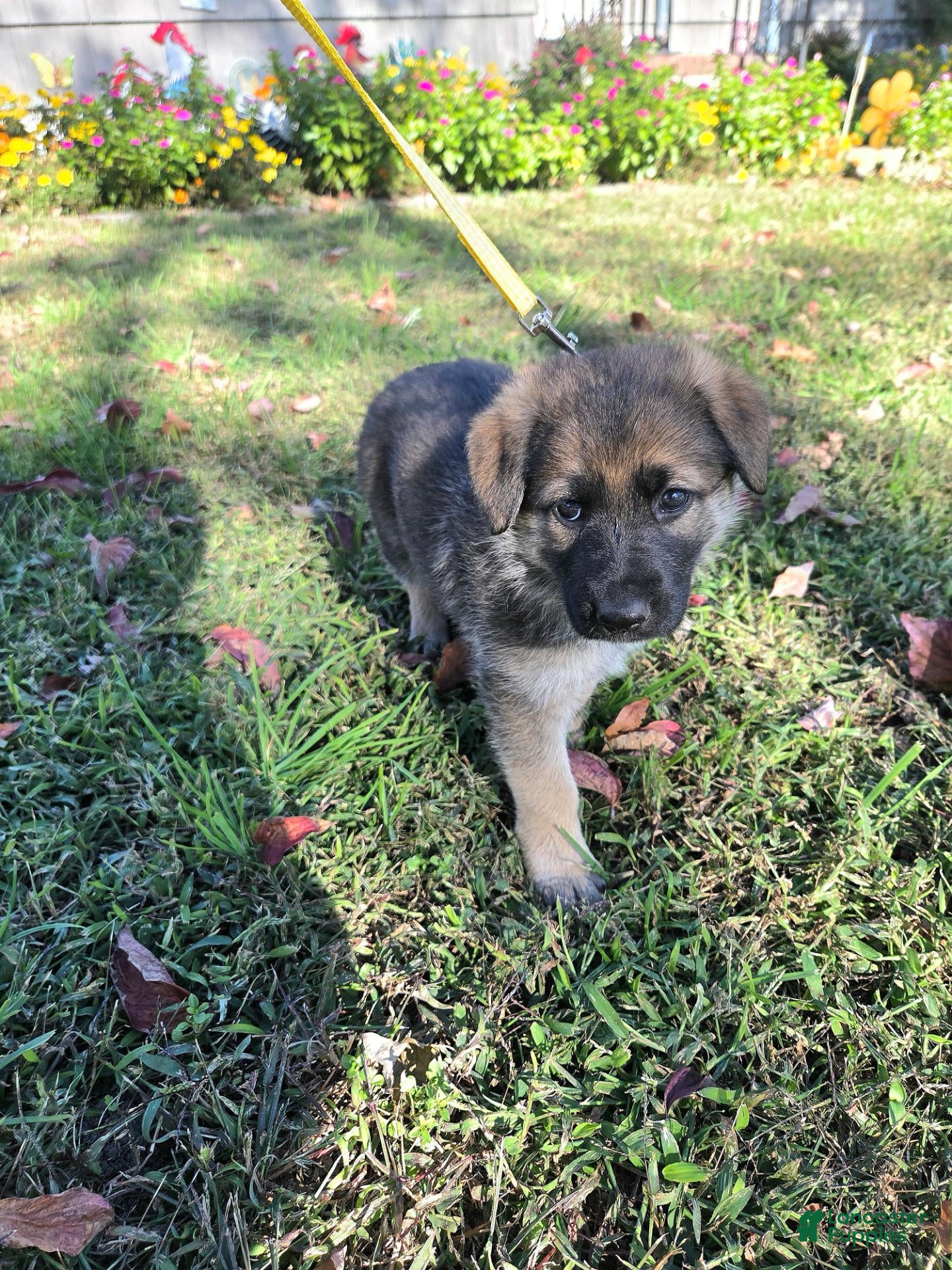 German Shepherd dogs for sale: Dolly - Ad 1