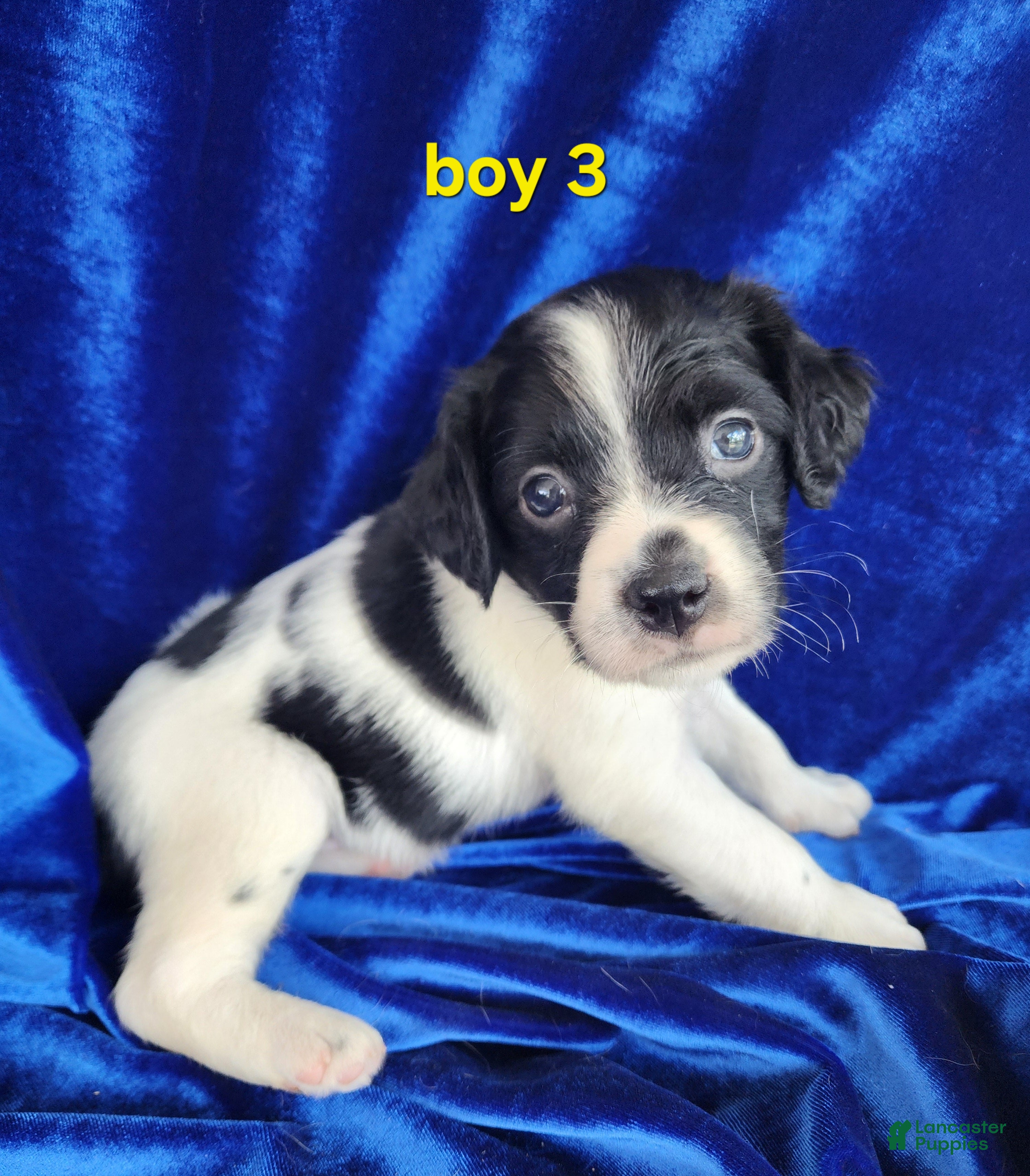 Brittany Spaniel dogs French Brittany boy 3 - Ad 2