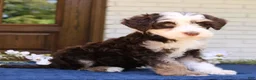 Mini Bernedoodle dogs for sale: Winnie  - Ad 3
