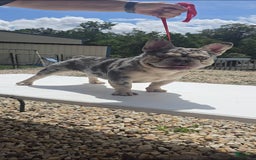 French Bulldog dogs for stud: Riot - Image 1