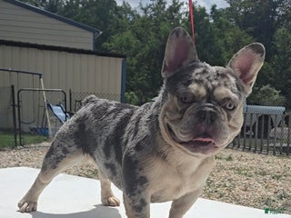 French Bulldog dogs - Ad 4