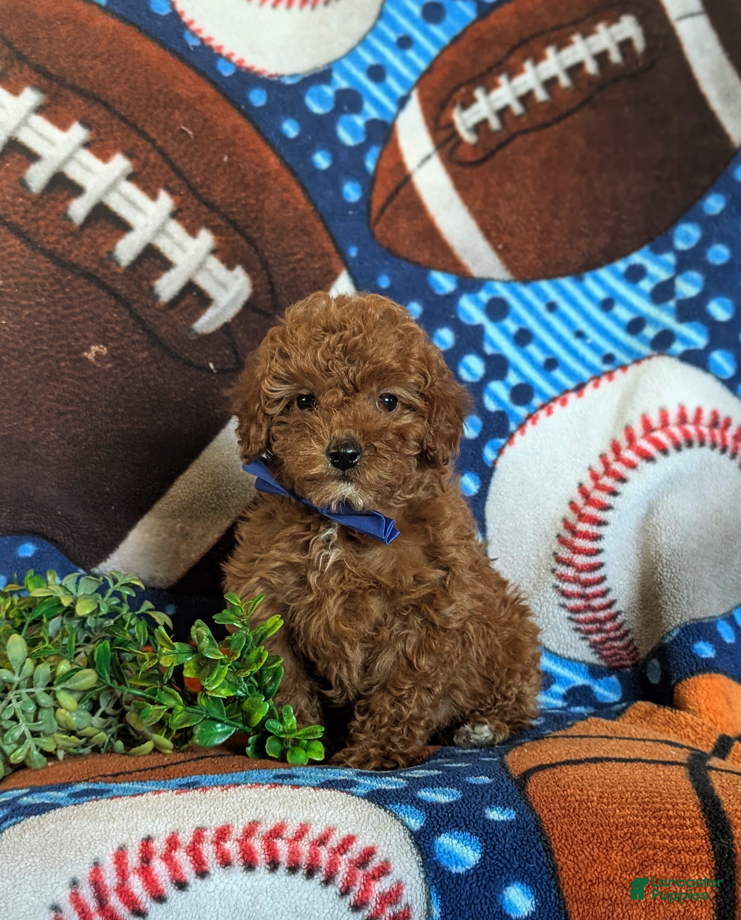 Cavapoo dogs for sale: Ewing 9 lbs Full Grown - Ad 2