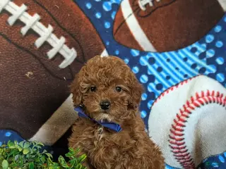 Cavapoo dogs for sale: Ewing 9 lbs Full Grown - Ad 2
