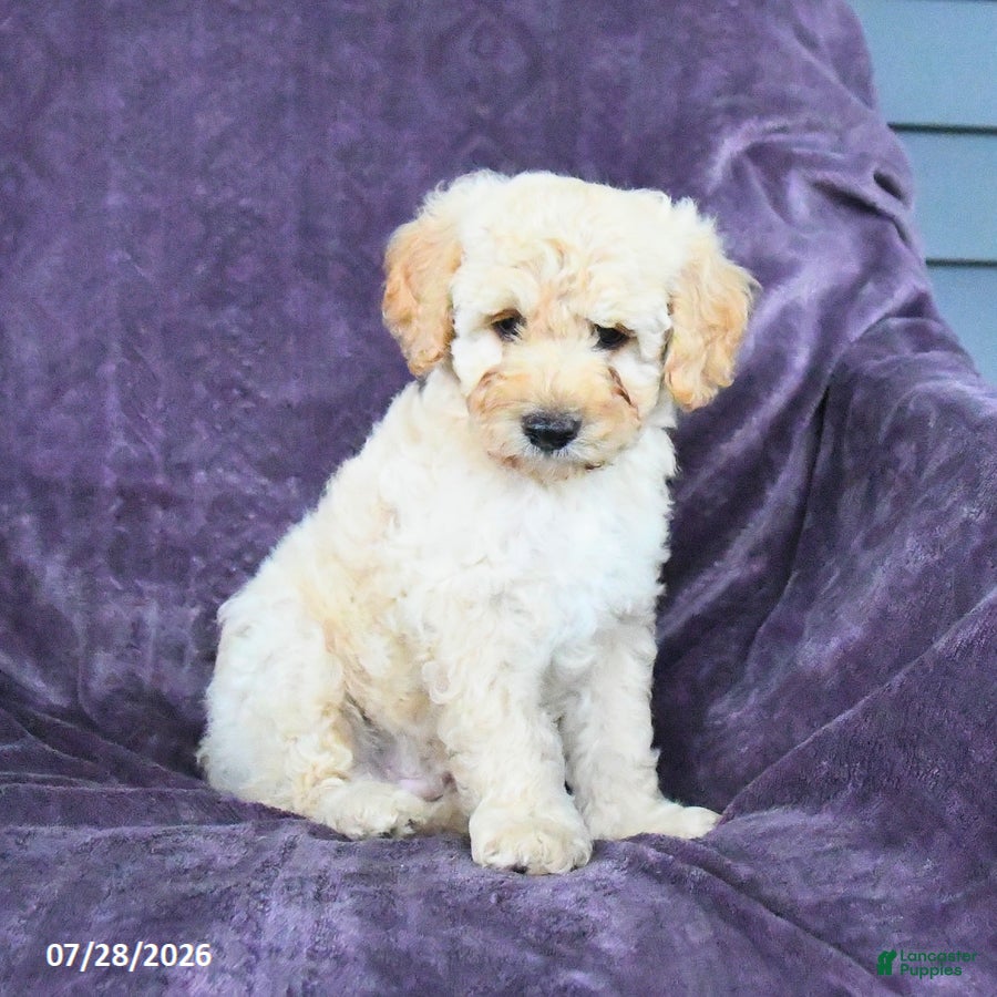 Cockapoo dogs Rick  - Ad 1