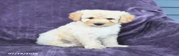 Cockapoo dogs for sale: Rick  - Ad 1