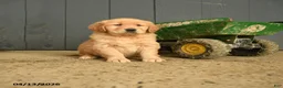 Golden Retriever dogs for sale: Wanda - Ad 1