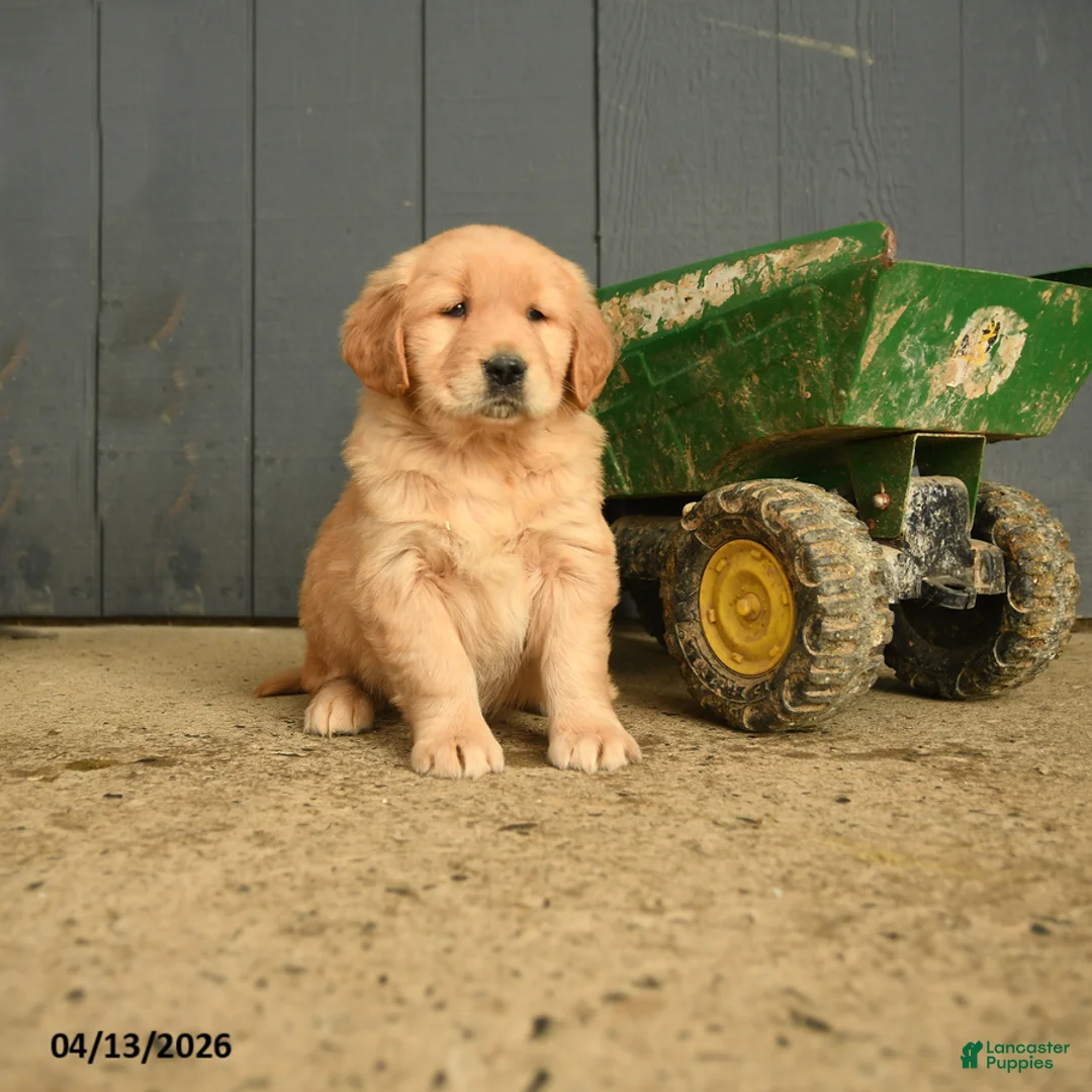 Golden Retriever dogs for sale: Wanda - Ad 1