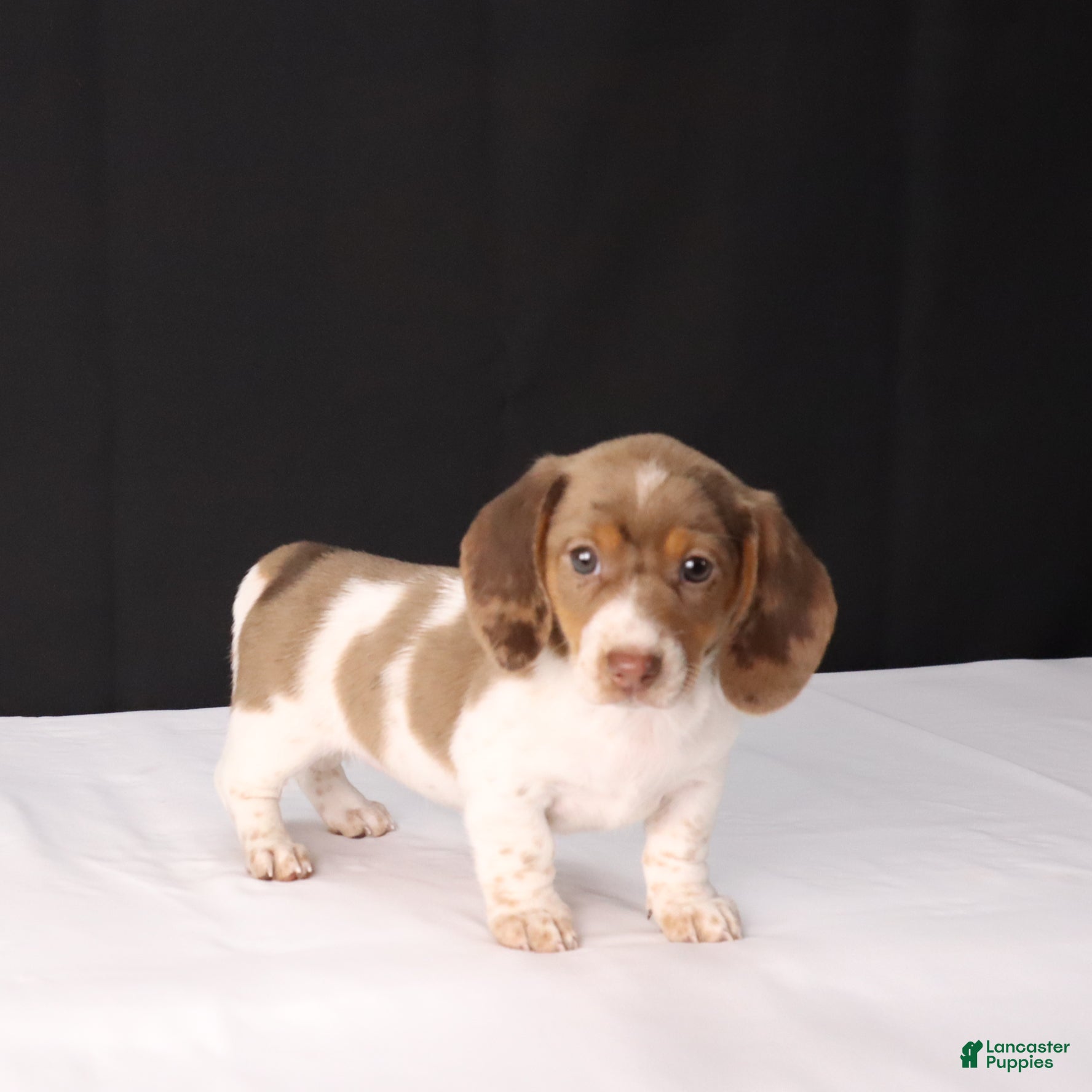 Dachshund dogs Kenzie - Ad 19