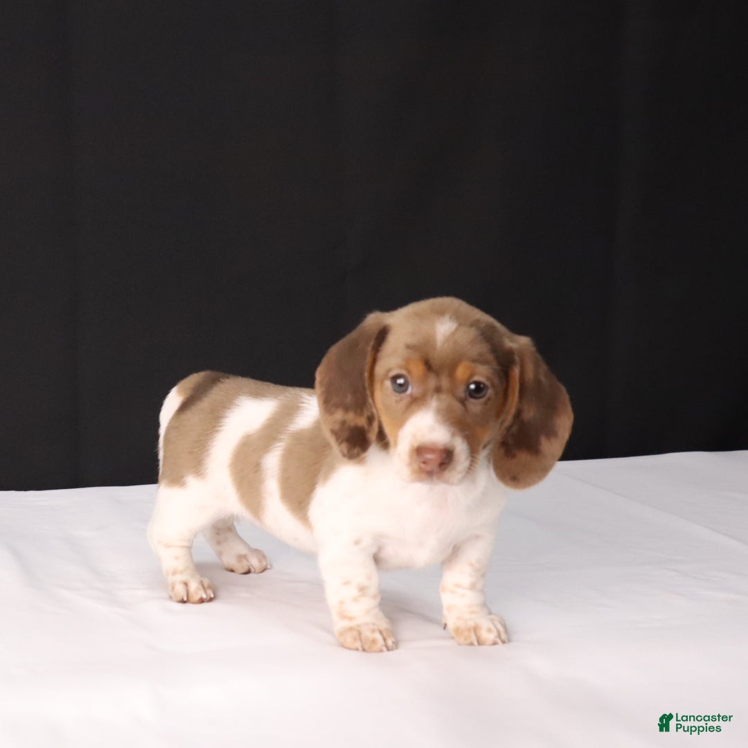 Dachshund dogs for sale: Kenzie - Ad 1