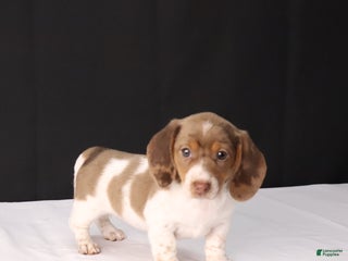 Dachshund dogs Kenzie - Ad 3
