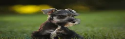 Miniature Schnauzer dogs for sale: Annabelle Miniature Schnauzer  - Ad 3