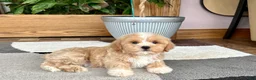 Mixed Breed dogs for sale: Lhatese boy 1 - Ad 9