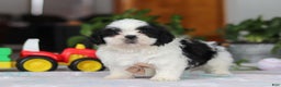Shih Tzu dogs for sale: Gordon - Ad 6