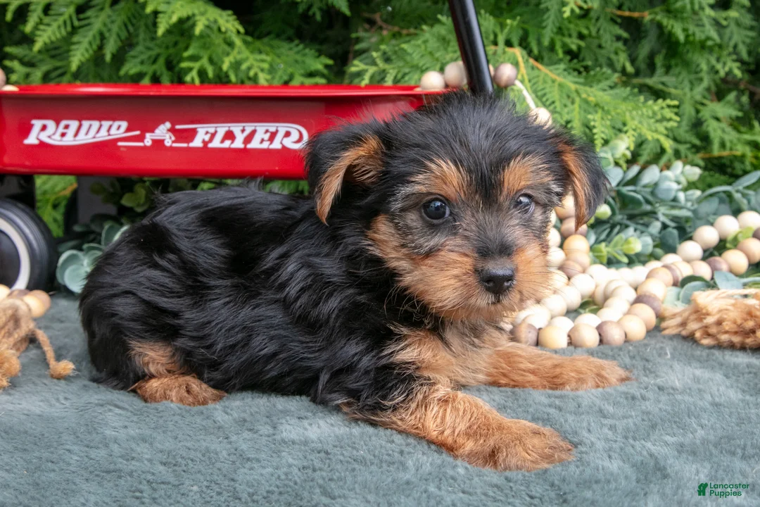 Yorkshire Terrier dogs for sale: Periwinkle - Ad 2