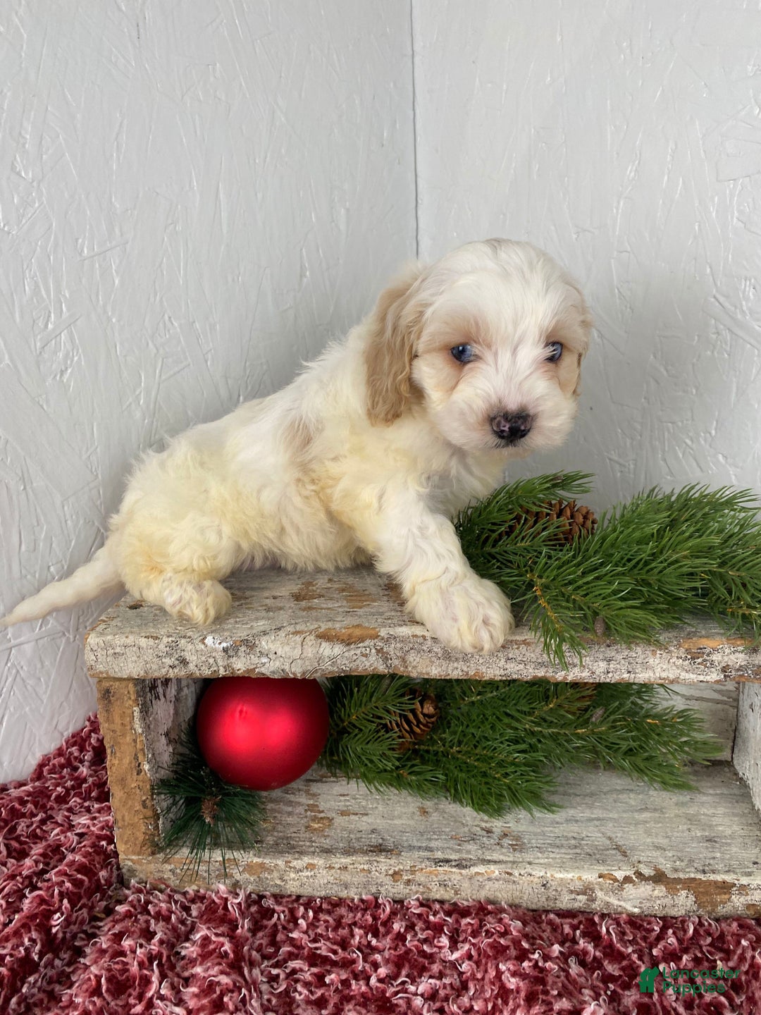 Cockapoo dogs for sale: Milo - Ad 9