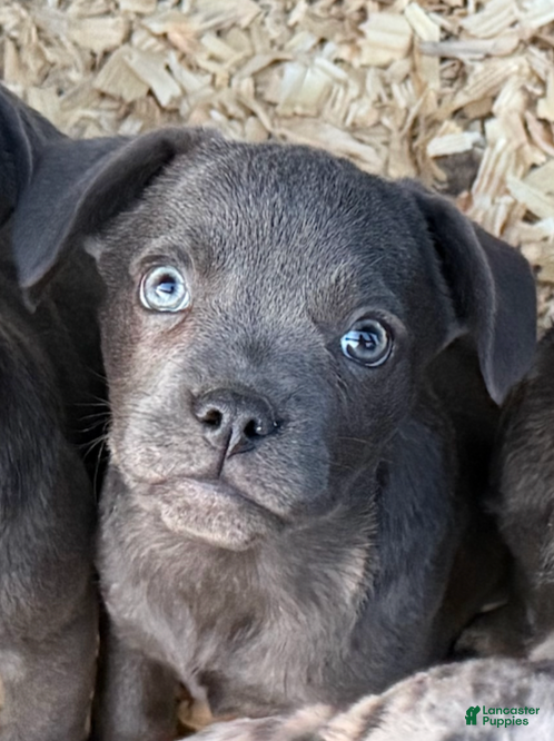 Mixed Breed dogs Bakunin (Kuni) - Ad 16