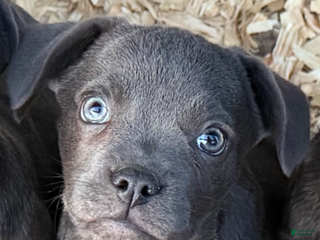 Mixed Breed dogs Bakunin (Kuni) - Ad 16