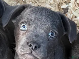 Mixed Breed dogs Bakunin (Kuni) - Ad 40