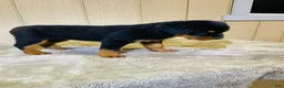 Rottweiler dogs for sale: Rottweiler 5 - Ad 9