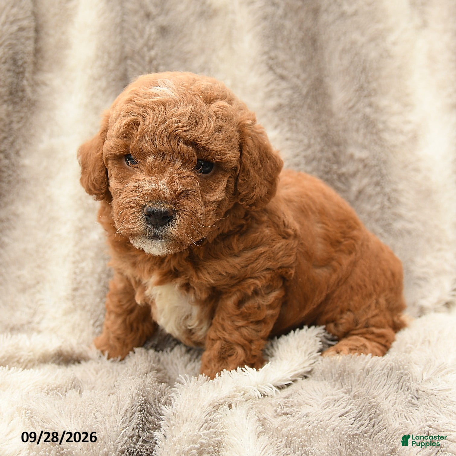 Miniature Poodle dogs for sale: Mikey - Ad 4