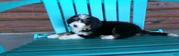 Mini Bernedoodle dogs for sale: Beth - Ad 4