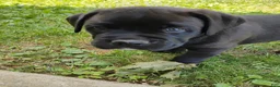 Mixed Breed dogs for sale: Clark - Ad 8