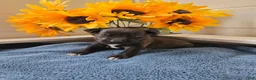Mixed Breed dogs for sale: Timon (neon green collar) - Ad 2