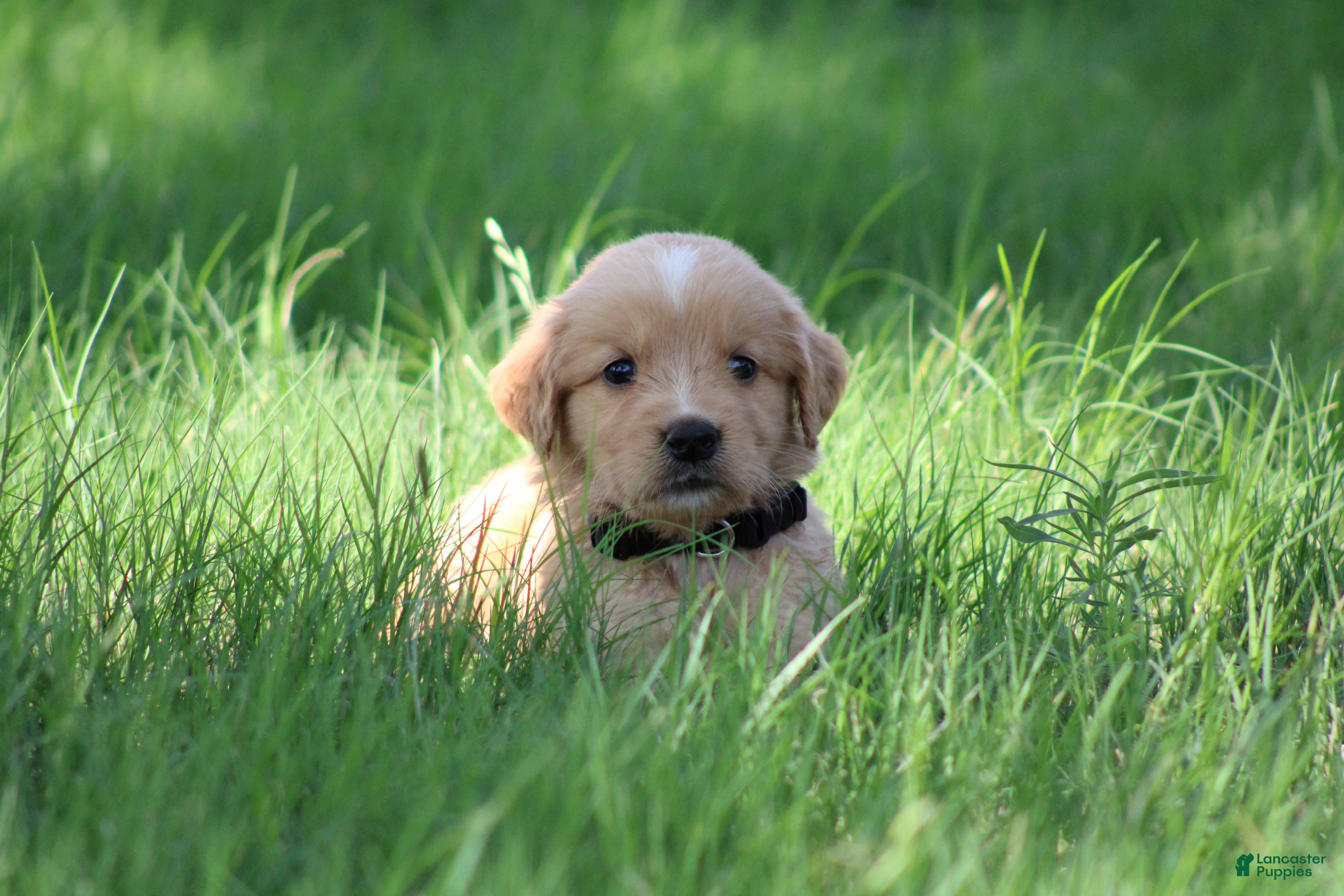 Golden Retriever dogs Buddy - Ad 2