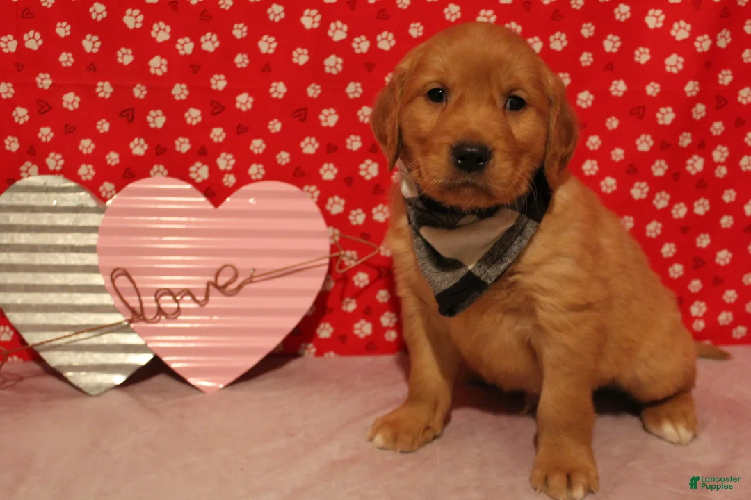Golden Retriever dogs for sale: Tucker - Ad 5