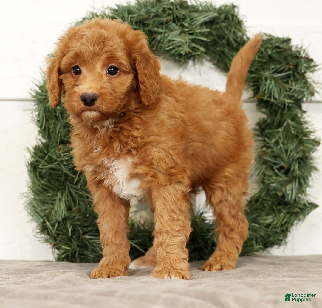 Mini Goldendoodle dogs for sale: Ember - Ad 4