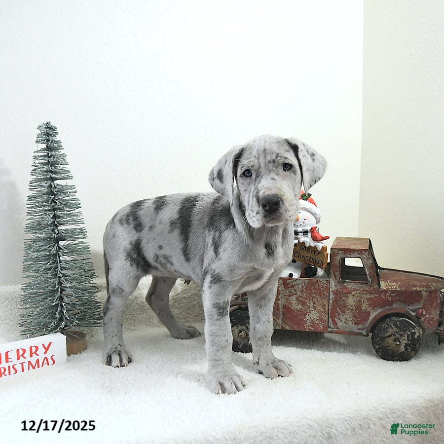 Great Dane dogs Indigo - Ad 4