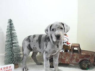 Great Dane dogs Indigo - Ad 4