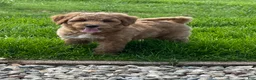 Mini Goldendoodle dogs for sale: Smokey Mini Goldendoodle Puppy  - Ad 1