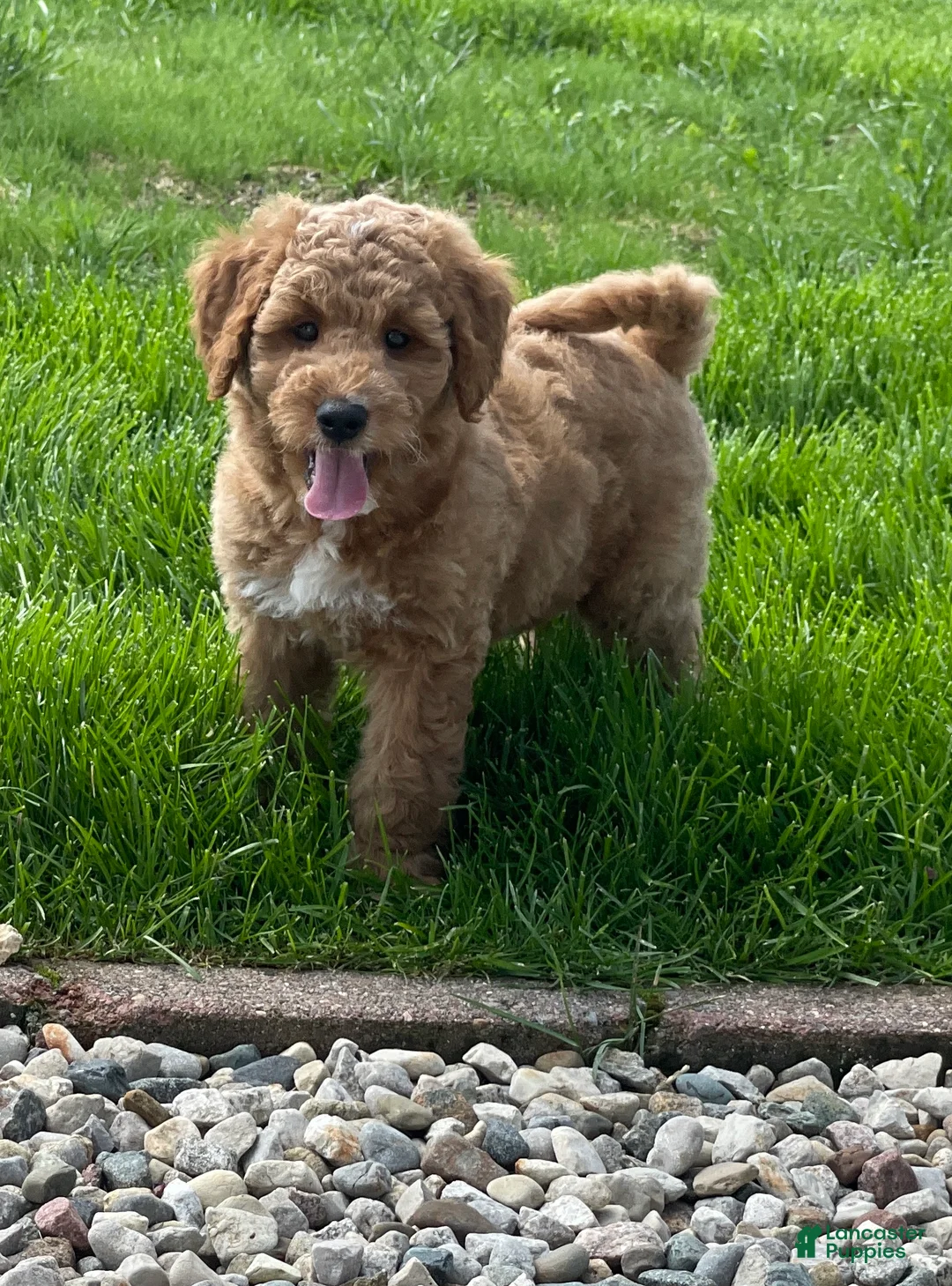 Mini Goldendoodle dogs for sale: Smokey Mini Goldendoodle Puppy  - Ad 1