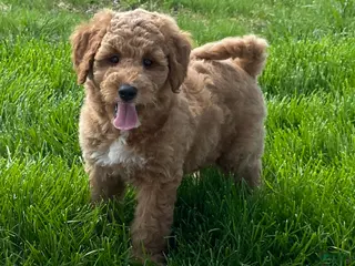 Mini Goldendoodle dogs for sale: Smokey Mini Goldendoodle Puppy - Ad 3