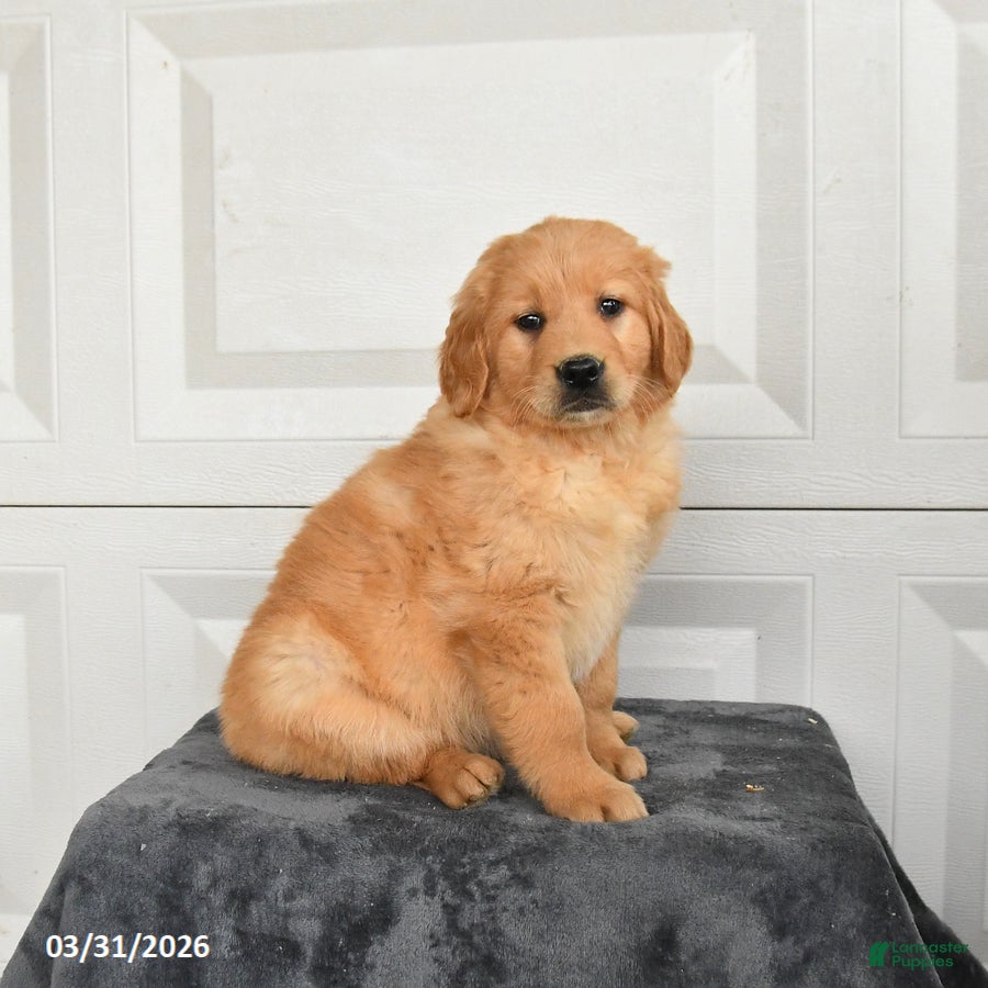 Golden Retriever dogs Bear - Ad 2