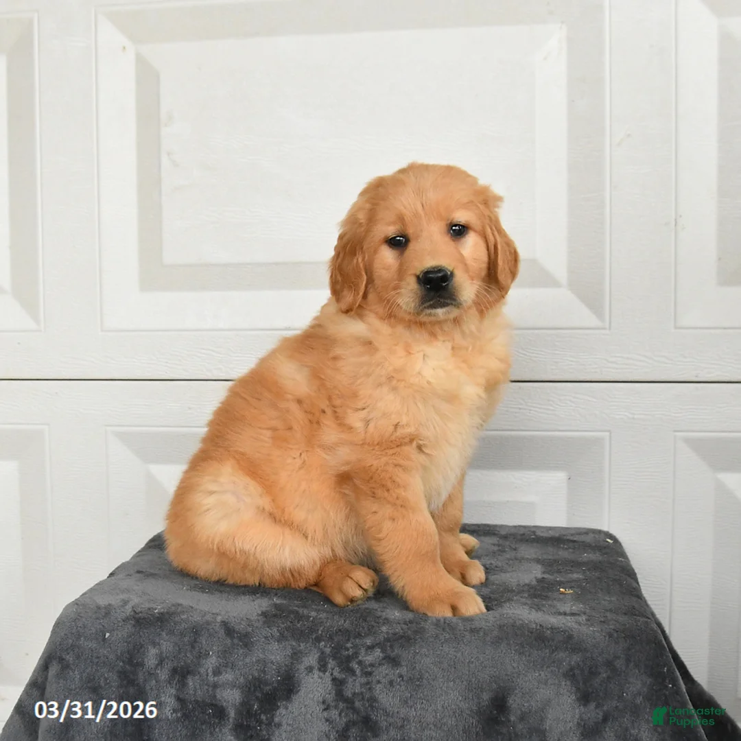 Golden Retriever dogs for sale: Bear - Ad 2