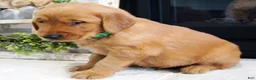 Golden Retriever dogs for sale: Max - Ad 3